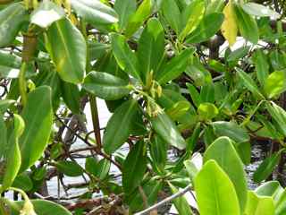 arbre mangrove végétation tropicale antilles