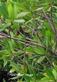 Rhizophora mangle, guadeloupe, antilles