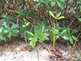 arbre mangrove, végétation tropicale, antilles