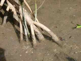 arbre mangrove, végétation tropicale, Antilles