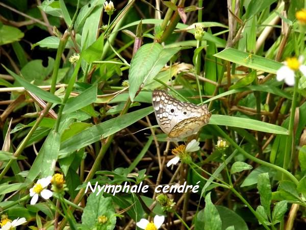 foret seche faune L
