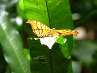 papillon foret tropicale humide antilles