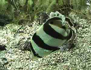 poisson de récif, benthos, fonds marins, guadeloupe