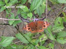 Junonia evarete, papillon de guadeloupe