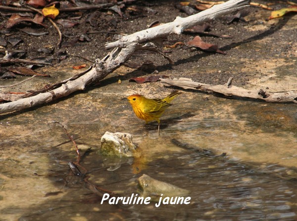 foret seche oiseau L