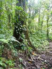 balade armistice, basse terre, foret humide, guadeloupe