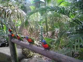 oiseaux foret tropicale humide antilles