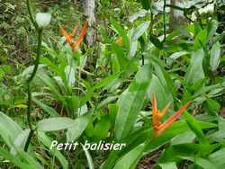 fleur, balade, dos d`ane, basse terre, guadeloupe, antilles