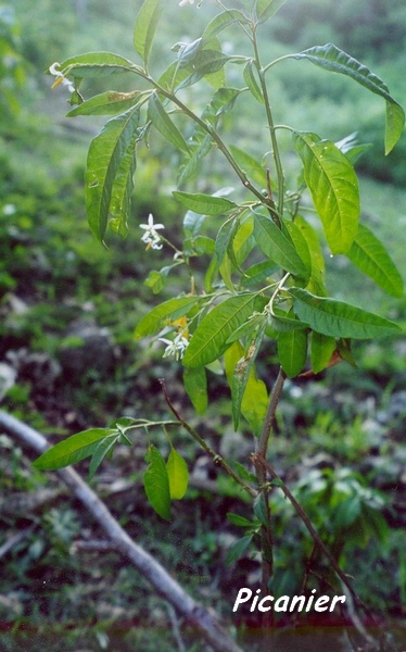 foret seche arbuste L