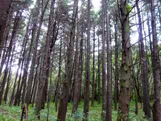 Frézias arbres foret humide ecosystème tropical antilles