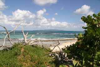 plage saline ecosysteme littoral grande terre gaudeloupe