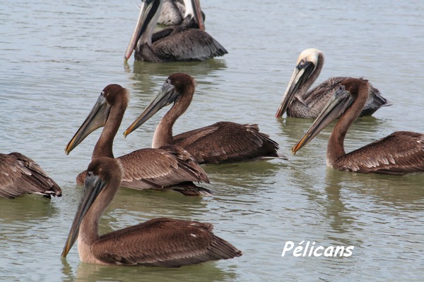 mangrove grande