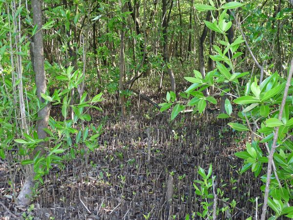 mangrove grande