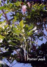 arbre foret seche, ecosysteme tropiacl, guadeloupe, antilles