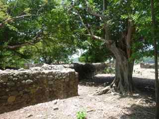 balade ilet cabrit, les saintes, arbre foret seche, gaudeloupe