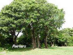 balade st felix, arbres, grande terre, guadeloupe, antilles