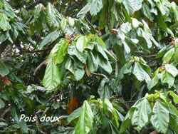 arbre, dos d`ane, basse terre, guadeloupe, antilles