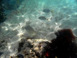 benthos, poissons, récif corallien, guadeloupe, antilles