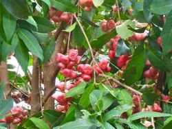 arbre, balade, saut matouba, basse terre, guadeloupe, antilles