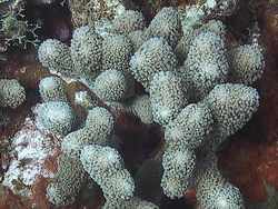 coraux, enthos, récif corallien, fond marin tropical, guadeloupe, antilles