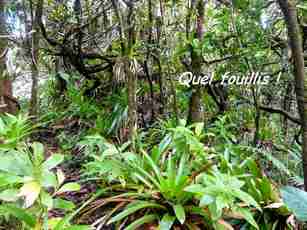 sentier, nez cassé, st claude, basse terre, guadeloupe