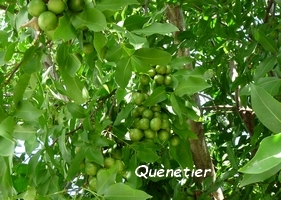 quenetier arbre jardins Guadeloupe