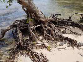 racine erosion port louis grande terre guadeloupe