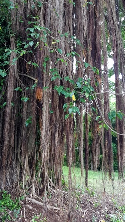 racines ficus Maisoncelle Guadeloupe