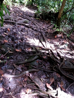 racines sentier maison de la foret guadeloupe