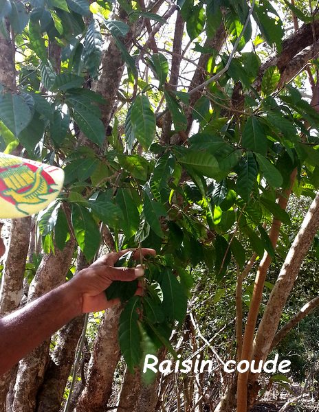 raisin coude, arbuste,terre de bas, guadeloupe