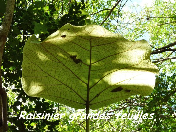 raisinier, arbre, maisoncelle, grande terre, guadeloupe