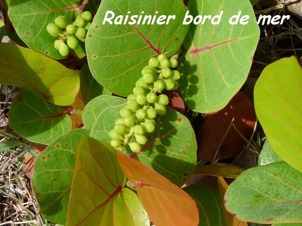 raisinier, arbre, grande pointe L