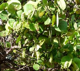 raisinier bord de mer bois jolan ste anne Guadeloupe