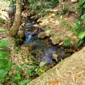 ravine vers bois banane lamentin Guadeloupe