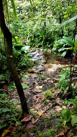 ravine de l`as de pique Grand etang Guadeloupe