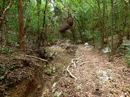 ravine bois d inde marie Galante