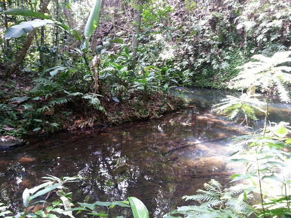 ravine grand Boucan, cascade Bis, Ste Rose, guadeloupe