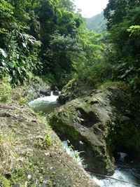 rivière vx habitants, cote sous le vent, Guadeloupe