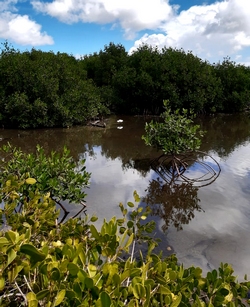 mangrove Pointe sable port louis
