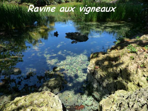 ravine, vigneaux, TGT, L