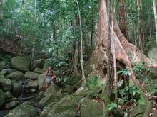 ravine, trace 36 mois, ste rose, basse terre, guadeloupe