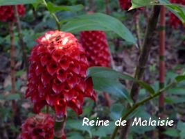 reine de malaisie, flore, guadeloupe