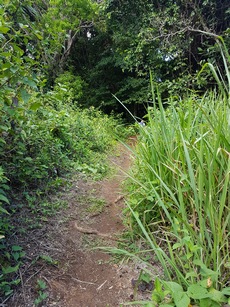 remontée mangrove pte bacchus pt bourg Guadeloupe