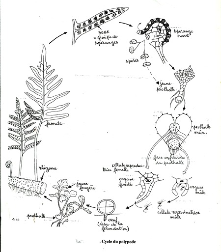 reproduction fougères tropicales guadeloupe