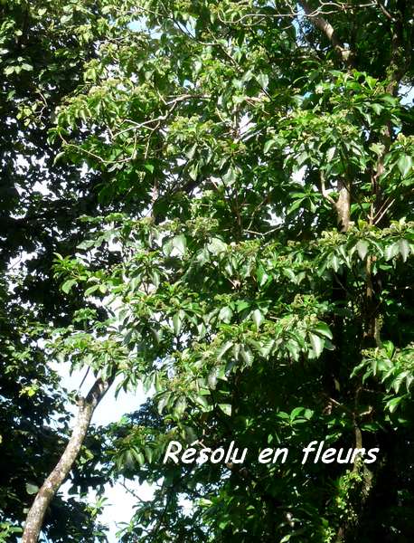 résolu en fleurs, nez cassé L