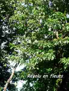 résolu, arbre, nez cassé, st claude, basse terre, guadeloupe