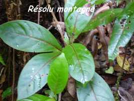 Rondeletia parviflora, arbre, Papaye