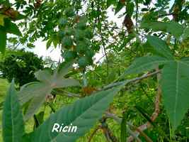 Ricin ou carapate, Ricinus communis, Pointe à Bacchus 