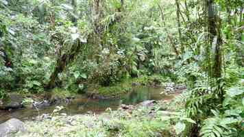 rivière quiock, route mamelles, guadeloupe