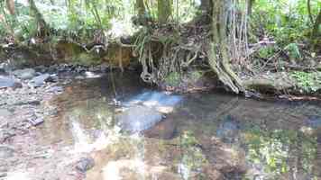 rivière quiock, route mamelles, guadeloupe